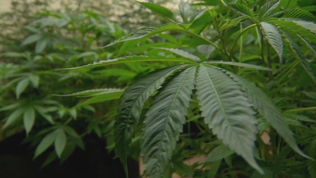 Cannabis advocates continue push to legalize recreational marijuana in Hawaii