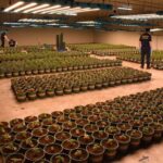 Nine face prison over Taiwan’s largest cannabis growing operation