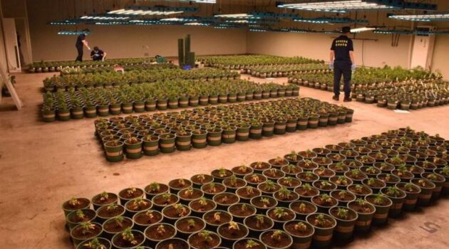 Nine face prison over Taiwan’s largest cannabis growing operation