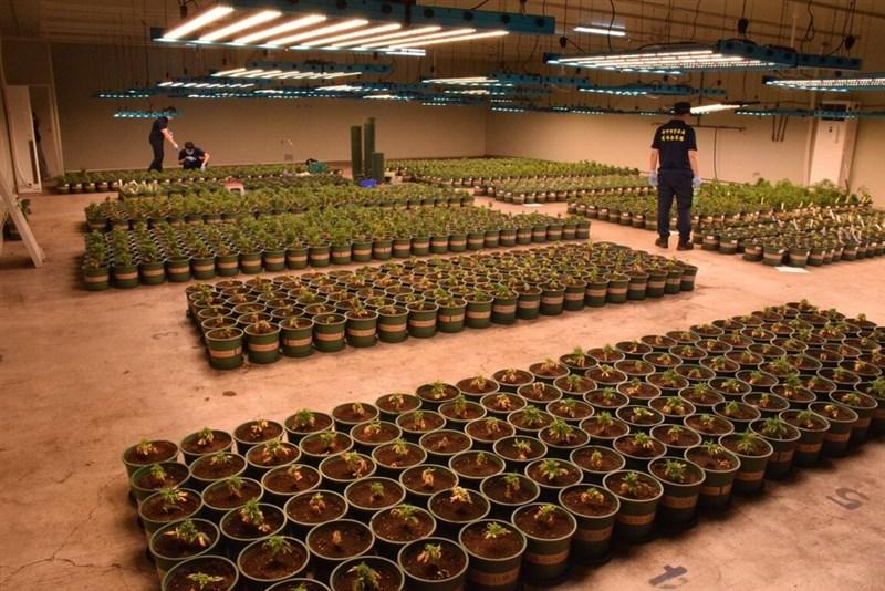 Nine face prison over Taiwan’s largest cannabis growing operation