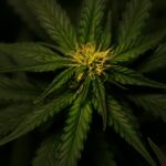 Daily Cannabis use linked to cannabinoid hyperemesis syndrome: Study