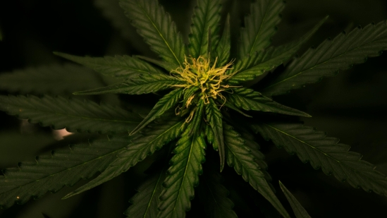 Daily Cannabis use linked to cannabinoid hyperemesis syndrome: Study