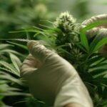 Argentina To Revoke All Medical Marijuana Cultivation Permits