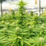 Florida Senate Bill Proposes Home Cannabis Cultivation for Medical Patients Amid Industry Debate