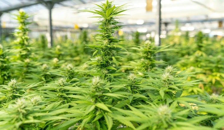 Florida Senate Bill Proposes Home Cannabis Cultivation for Medical Patients Amid Industry Debate