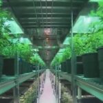 Florida Republican lawmakers are going green for marijuana