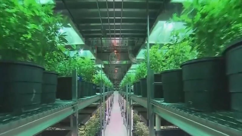 Florida Republican lawmakers are going green for marijuana