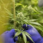 Cannabis industry faces debt reckoning without bankruptcy help