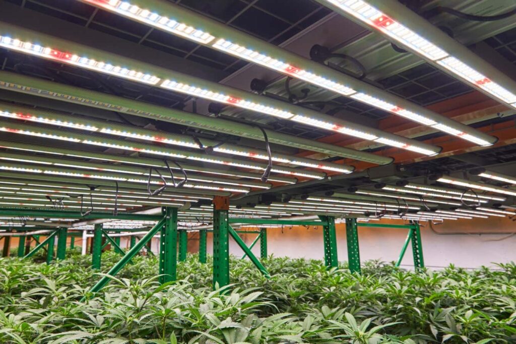 Indoor cannabis farms in US use more energy than all other agriculture