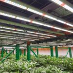 Indoor cannabis farms in US use more energy than all other agriculture