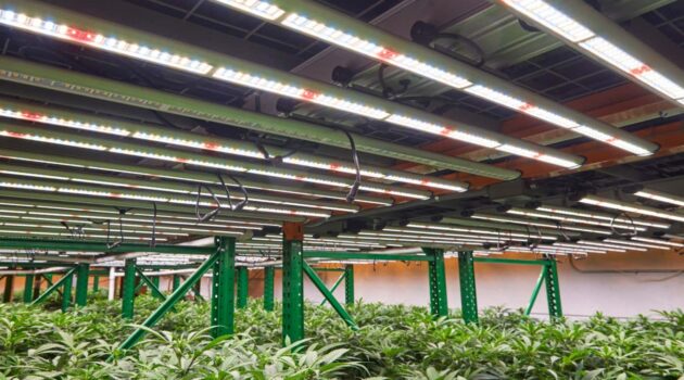 Indoor cannabis farms in US use more energy than all other agriculture