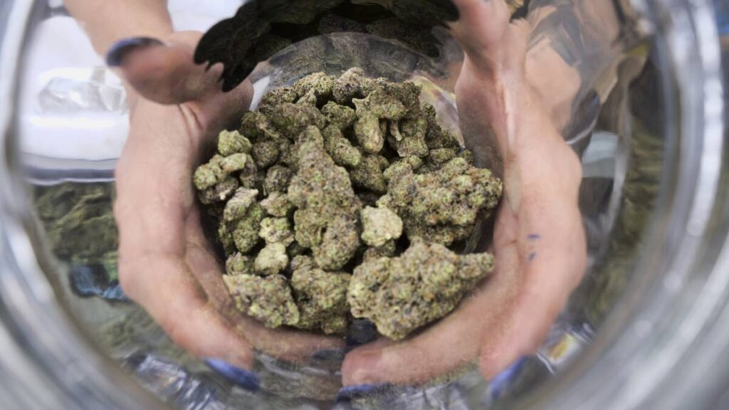 Labs warn mold contamination is more widespread than Cannabis Control Commission has let on