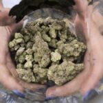 Labs warn mold contamination is more widespread than Cannabis Control Commission has let on