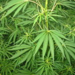 AAA: Impaired Driving due to Marijuana on the Rise