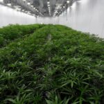 SUN: Curaleaf employees sue over alleged wrongful cannabis tip distribution in Maryland