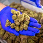The ills of a billion-dollar enterprise: The slow-death of the cannabis industry, and what might be done to reverse the trend