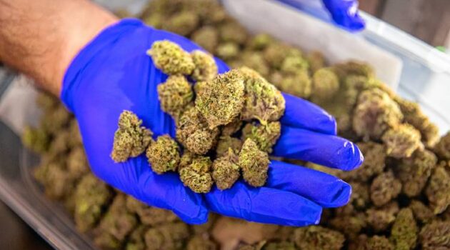 The ills of a billion-dollar enterprise: The slow-death of the cannabis industry, and what might be done to reverse the trend