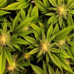 Federal agency quietly announces ‘cannabis plan’