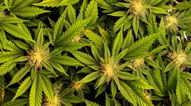 Federal agency quietly announces ‘cannabis plan’