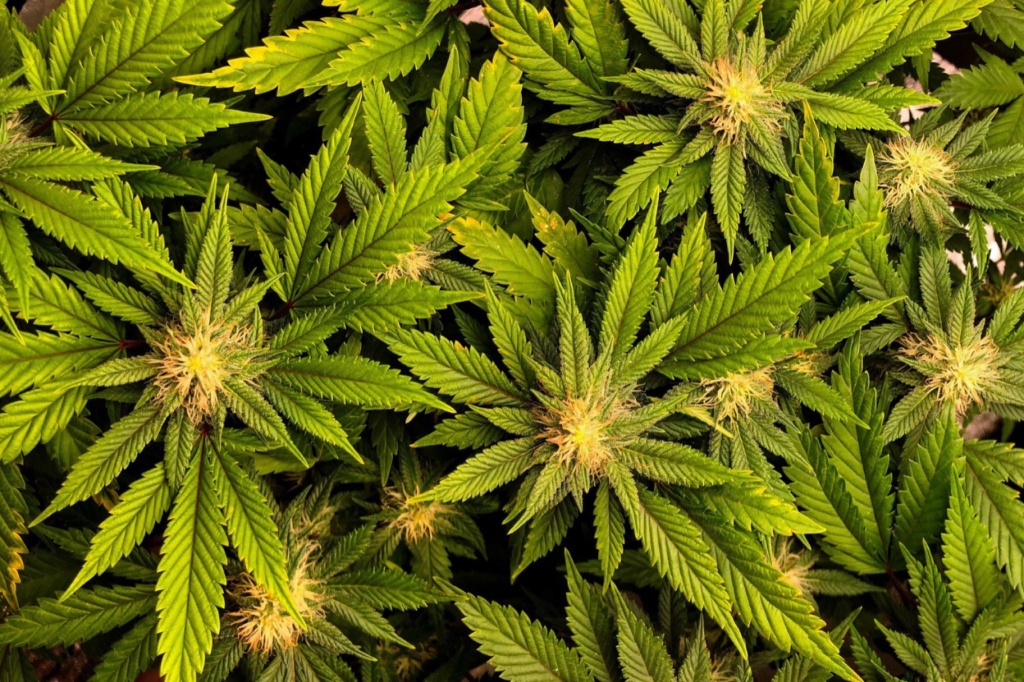 Federal agency quietly announces ‘cannabis plan’