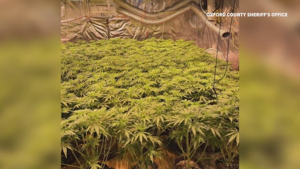 Investigation underway into illegal marijuana growing operation in Dixfield