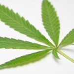 Texas Senate Committee Unanimously Approves Bill to Expand Medical Cannabis Compassionate-Use Program