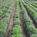 State report: Cannabis potency up, prices down