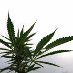 Marijuana Consumers Are Under Attack In Multiple States, And It’s Time To Fight Back (Op-Ed)