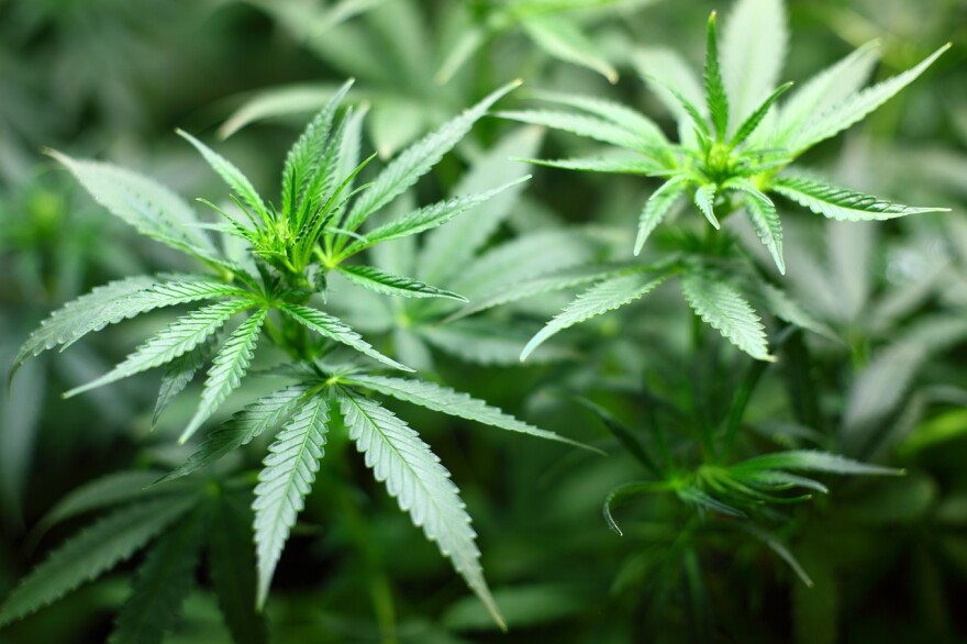 Judges uphold challenge to Florida rule on license renewals for medical cannabis companies