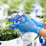 How a Colorado operator stumbled onto ‘blueprint for laundering marijuana’